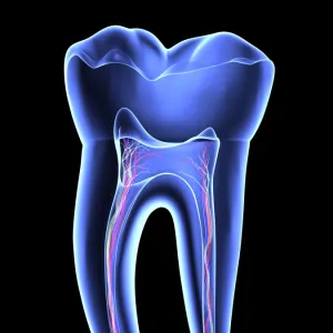 Molar tooth