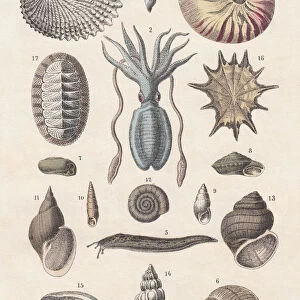 Mollusca, hand-coloured lithograph, published 1880