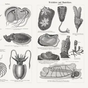 Molluscs and tunicates, wood engravings, published in 1897