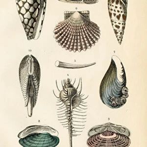 Mollusk: marbled cone, venus comb, dentalium, scallop, clam engraving 1872