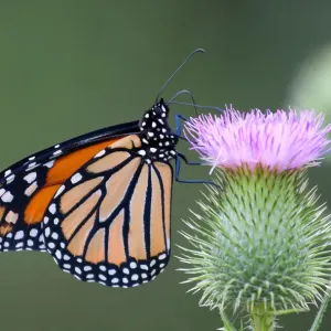 Monarch Butterfly