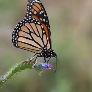 Monarch Butterfly