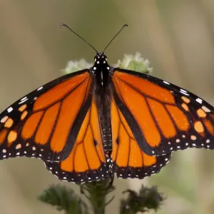 Monarch Butterfly