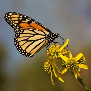 Monarch Butterfly Print atop Wingstem Flowers Monarch Butterfly Print atop Wingstem Flowers