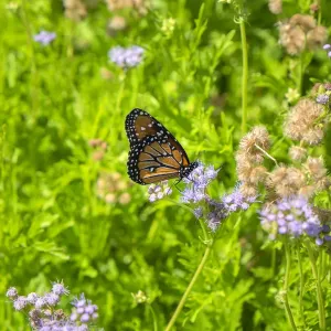 Monarch butterfly on Buttonbush flower, Austin, Texas, USA