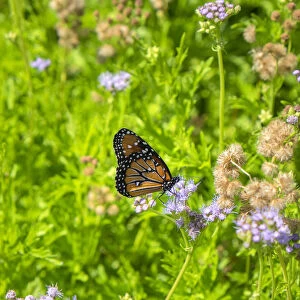 Monarch butterfly on Buttonbush flower, Austin, Texas, USA