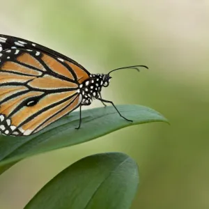 Images Dated 2011 November: 18 Nov 2011