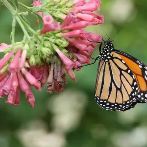 Monarch butterfly -Danaus plexippus-, found in North America and northern South America