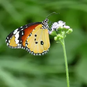 A monarch butterfly, Danaus plexippus