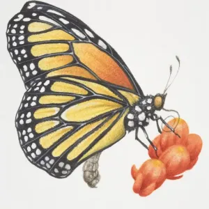 Monarch Butterfly Female Nectar Print Monarch Butterfly Female Nectar Print