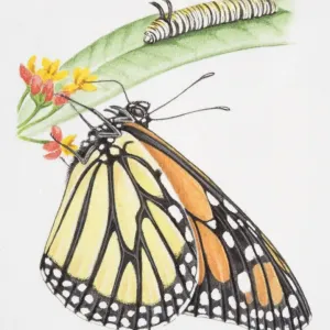 Monarch Butterfly, Danaus plexippus, butterfly drinking nectar from flowers, caterpillar perched on green leaf, front view