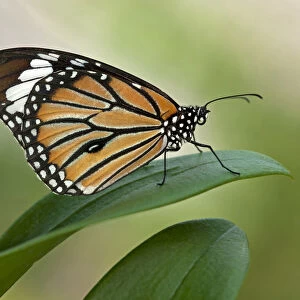 Monarch Butterfly -Danaus plexippus-, Phuket, Thailand, Asia
