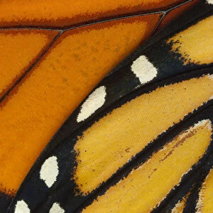 Monarch butterfly (Danaus plexippus) wing, detail