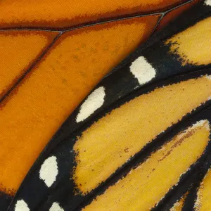 Monarch Butterfly Wing Print, Captive, Nebraska Monarch Butterfly Wing Print, Captive, Nebraska