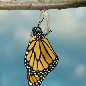 Monarch Butterfly Hatching