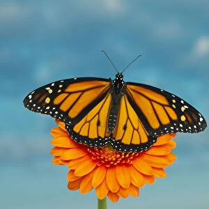 Monarch Butterfly on an orange flower