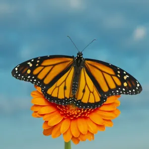 Monarch Butterfly Print on Orange Flower Monarch Butterfly Print on Orange Flower