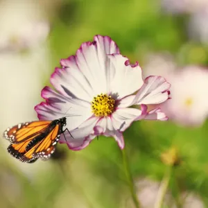 Monarch Butterfly perched on cosmos