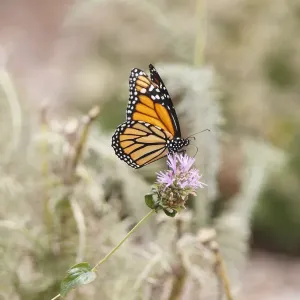 Monarch Butterfly Print on Thistle Monarch Butterfly Print on Thistle