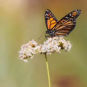 Monarch Butterfly Print Monarch Butterfly Print