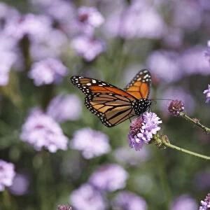Monarch Butterfly and Verbena Rigida