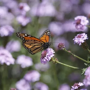 Monarch Butterfly Pollinating Verbena Print Monarch Butterfly Pollinating Verbena Print