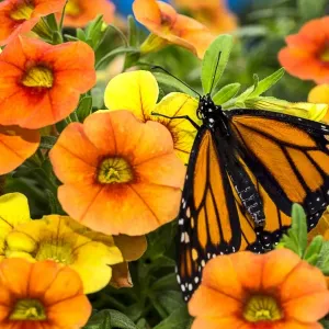 Monarch among the flowers Monarch among the flowers