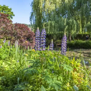 Monets water garden in spring, Giverny, Normandy, France