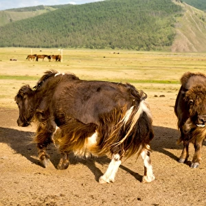 Mongolia Yak at Orkhon Valley in centreal Mongolia
