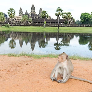 A Monkey at Angkor Wat, Cambodia