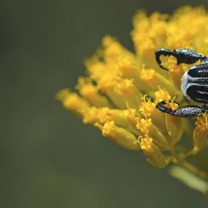 Monkey Beetle -Hopliini-, Goegap Nature Reserve, Namaqualand, South Africa, Africa