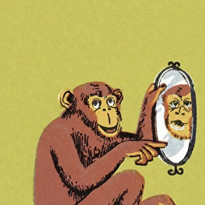 Monkey Pointing at Mirror