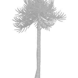Monkey puzzle tree Monkey puzzle tree