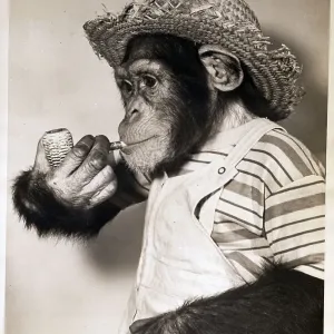 Monkey W/Corncob & Straw Hat Monkey W/Corncob & Straw Hat