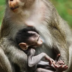 Monkeys cubs Monkeys cubs