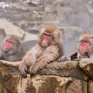 Monkeys at Wild Snow Monkey Park, Nagano Prefecture, Japan