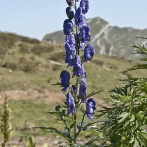 Monkshood Print, Kanisfluh Massif, Mellau, Austria