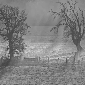 Monochrome Misty Landscape Monochrome Misty Landscape