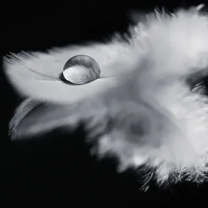 Black and White Bird Feather Print Black and White Bird Feather Print