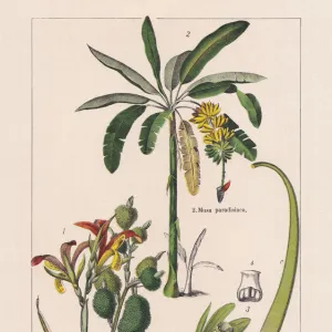 Monocotyledons, musaceae, chromolithograph, published in 1895