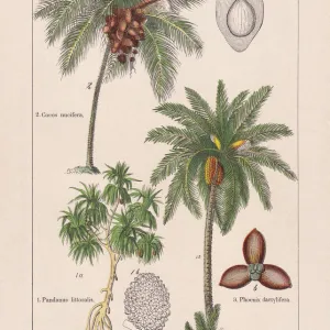 Monocotyledons, palm trees, chromolithograph, published in 1895