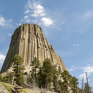 Monolith, phonolite volcanic rock, basalt, light forest of Ponderosa Pines -Pinus ponderosa-, Devils Tower National Monument, Wyoming, USA, United States of America, North America