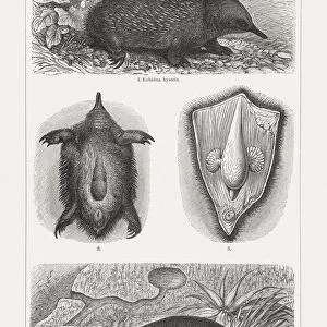 Monotremes: echidna and Platypus, wood engravings, published in 1897