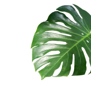 Monstera leaves leaves with Isolate on white background Leaves on white