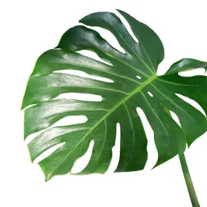 Monstera Leaves Print on White Background Monstera Leaves Print on White Background