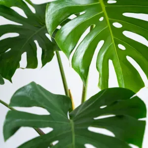 Monstera leaves leaves with Isolate on white background Leaves on white Monstera leaves leaves with Isolate on white background Leaves on white