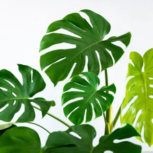 Monstera leaves leaves with Isolate on white background Leaves on white Monstera leaves leaves with Isolate on white background Leaves on white