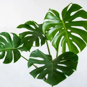 Monstera leaves leaves with Isolate on white background Leaves on white Monstera leaves leaves with Isolate on white background Leaves on white