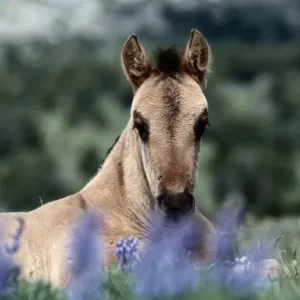 Montana. Other common names: cayuse, bronco. Feral horse breed found in Mexico and plains Montana. Other common names: cayuse, bronco. Feral horse breed found in Mexico and plains