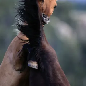 La montagne. La race de chevaux sauvages est trouvée au Mexique et dans les plaines de l'Amérique du Nord occidentale. La montagne. La race de chevaux sauvages est trouvée au Mexique et dans les plaines de l'Amérique du Nord occidentale.